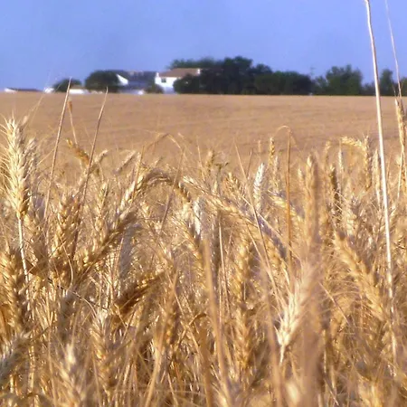 Cortijo De Vega Grande * Llerena