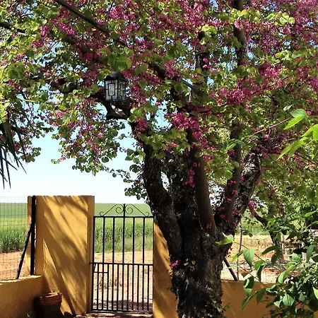 Cortijo De Vega Grande Kır Evi Llerena