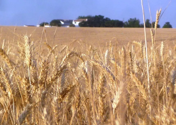 Cortijo De Vega Grande * Llerena